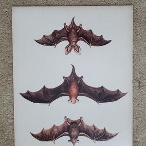 Vintage Bat Print 11x14